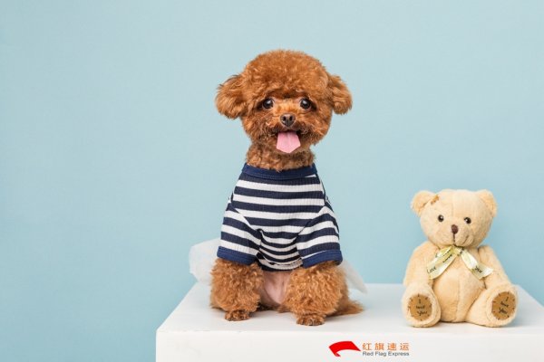 疫情期间香港商品如何转运到河南商丘呢？