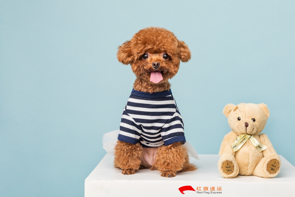 16587364305991.jpg 摄图网_501390256_贵宾犬小泰迪(企业商用)_副本.jpg